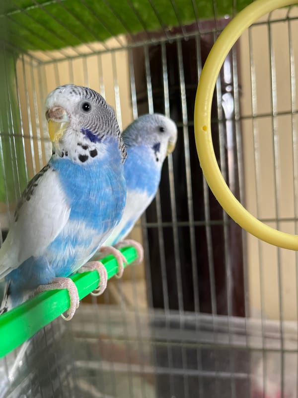 Pet owner documents budgerigars and dog in Shumen, Bulgaria