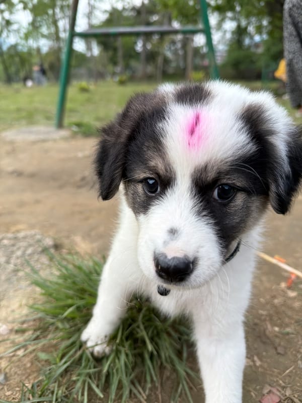 Parti-colored puppy photographed in Pokhara park