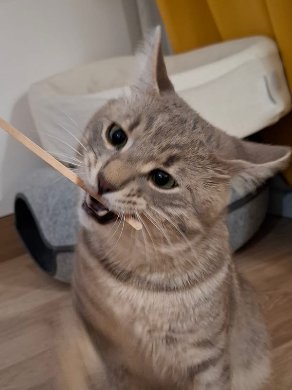 Tabby cat playing and lounging indoors, caught from multiple angles