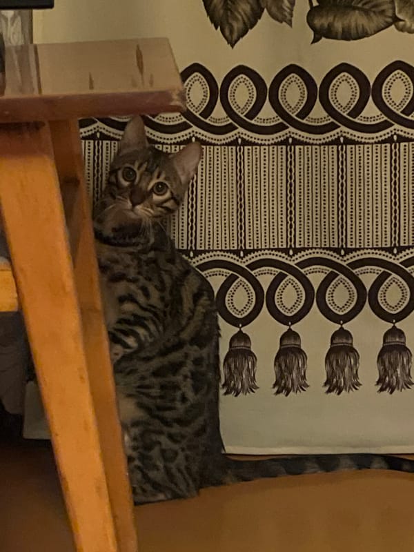 Tabby cat rests indoors in Chaikovsky, Russia