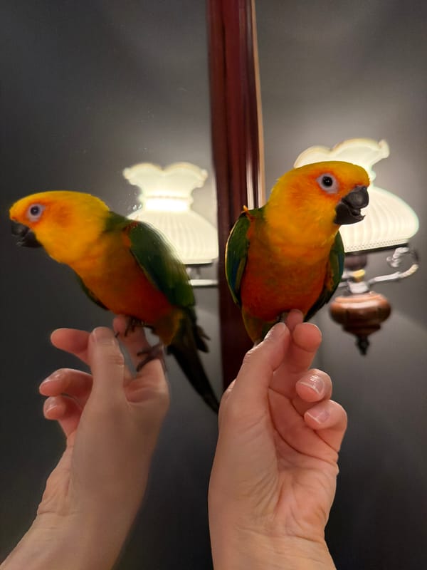 Tropical Sun Conure parrot spotted in Khimki, Russia