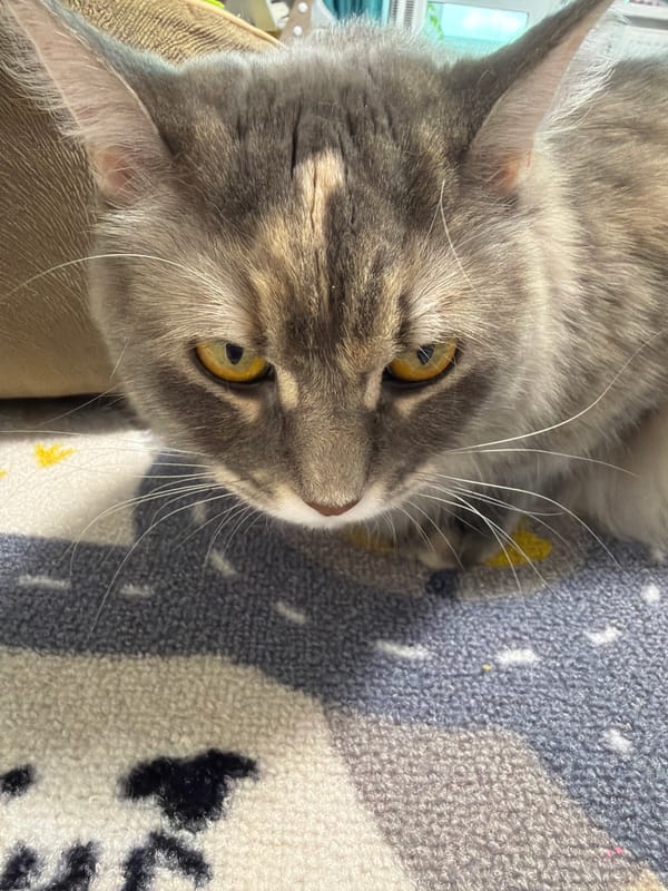 Gray tabby cats up close in Izhevsk
