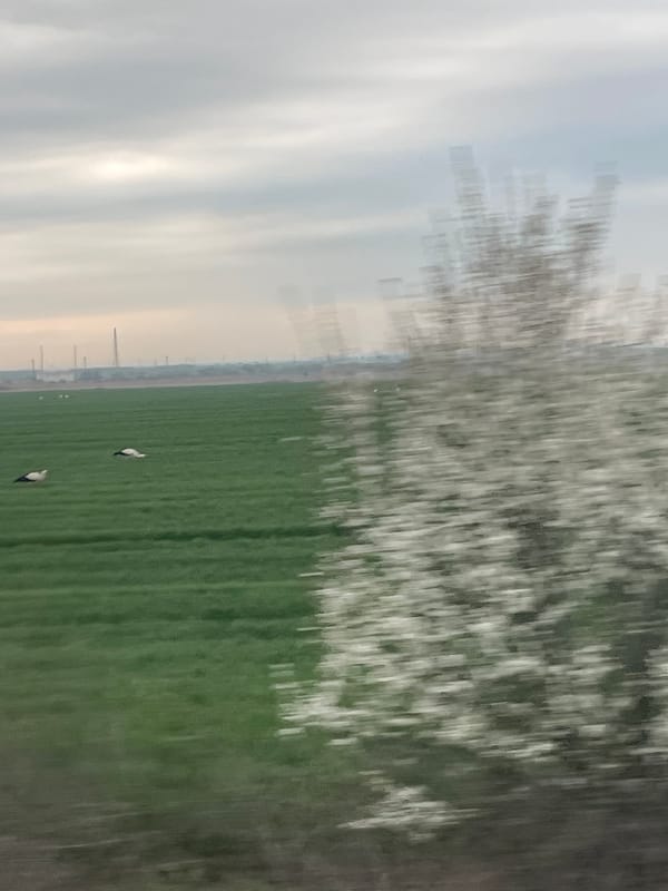 Two storks spotted in green field in Bratovo Bulgaria