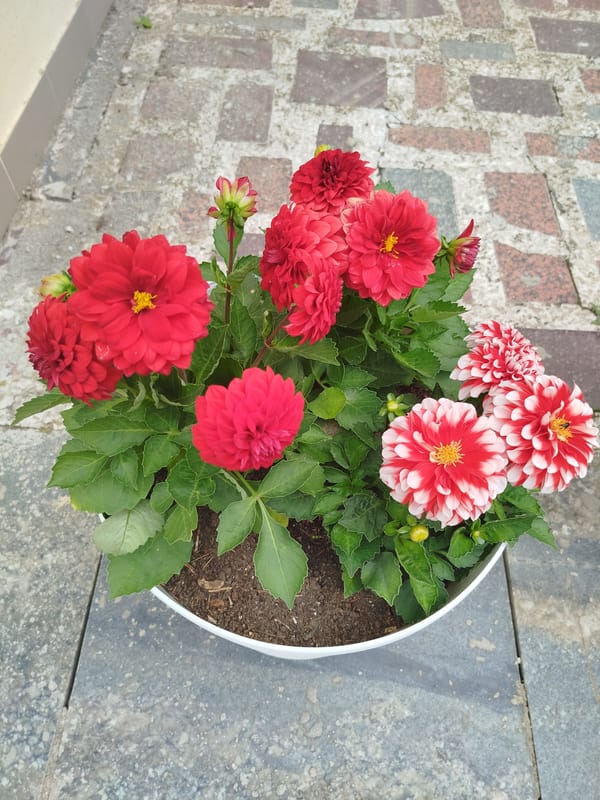 Decorative garden and spa scenes captured during morning hours