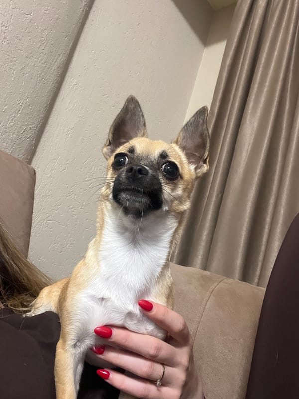 Chihuahua photographed in owner's lap in Sandanski, Bulgaria