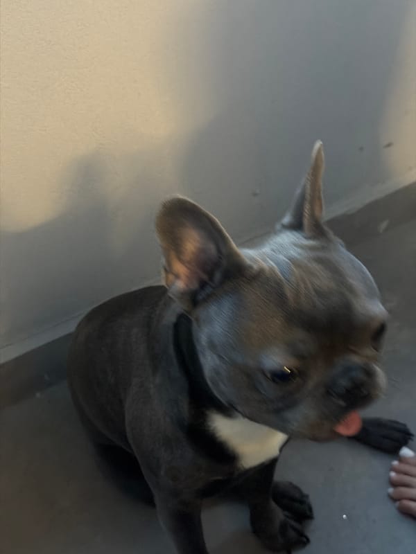 French Bulldog's Afternoon at Home in Ruse, Bulgaria