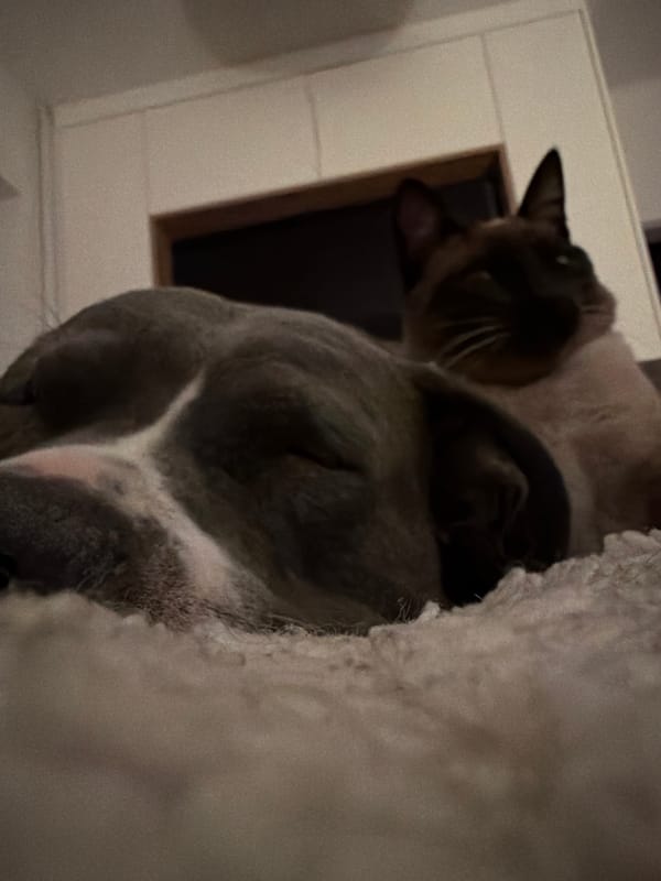 Two cats captured in close-up photograph in Luxembourg