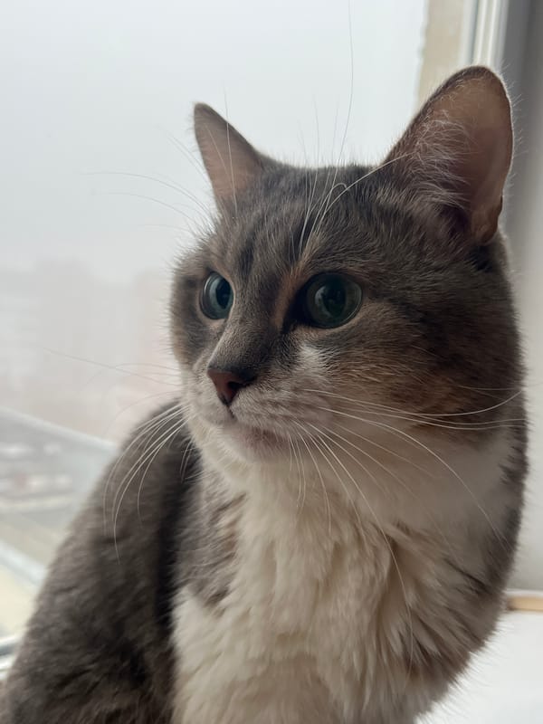 Early morning domestic moments captured in foggy Neftekamsk apartment