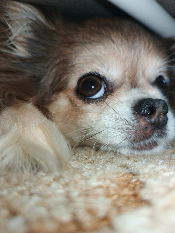 Pomeranian and Chihuahua mix chilling at home in Zlatoust