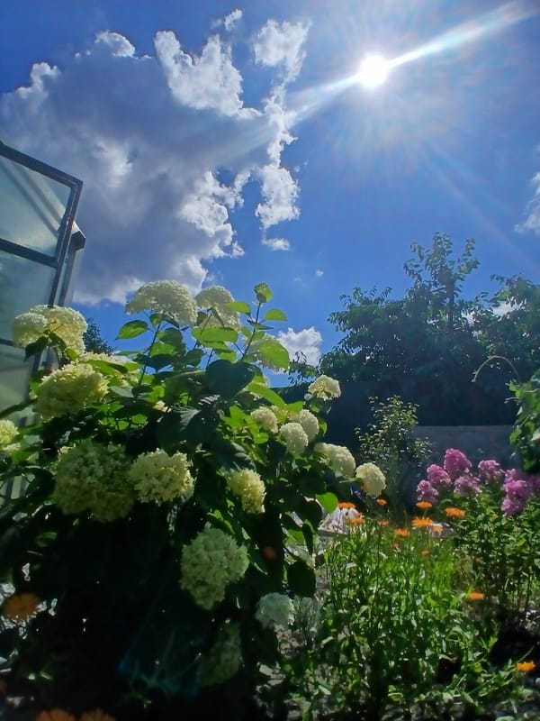 Summer garden morning in a Maslova Pristan' backyard