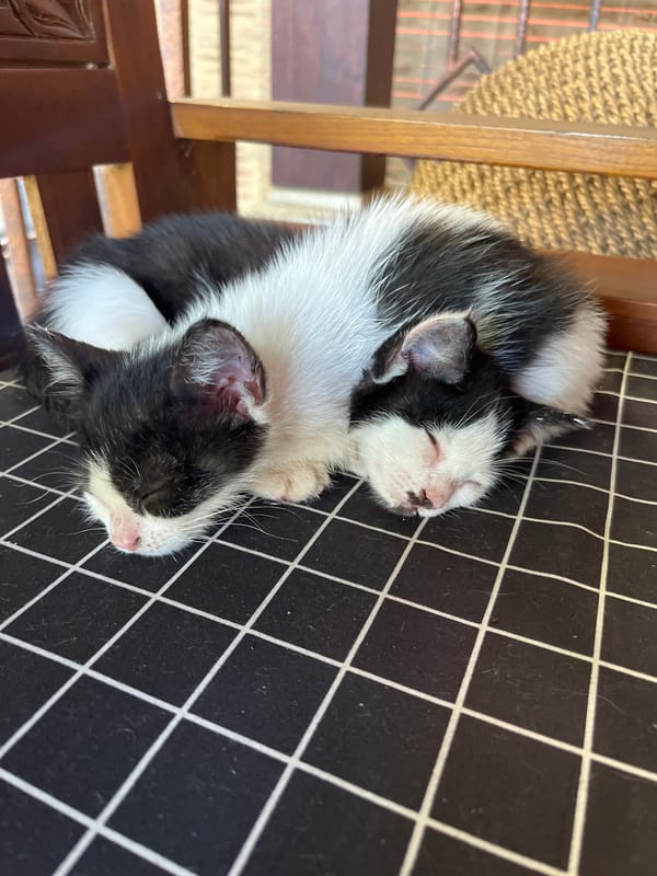 Two kittens sleep together on chair in Tegallalang