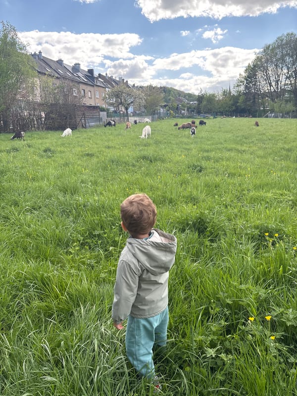 Child walks through goat field in Luxembourg countryside