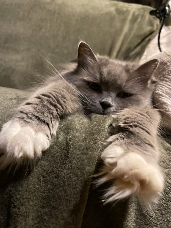 Gray cat with white paws spotted resting in Timokhovo