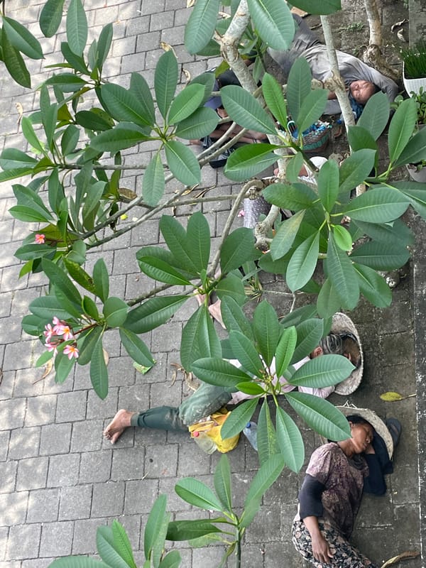Three people rest on urban brick pavement near plumeria tree