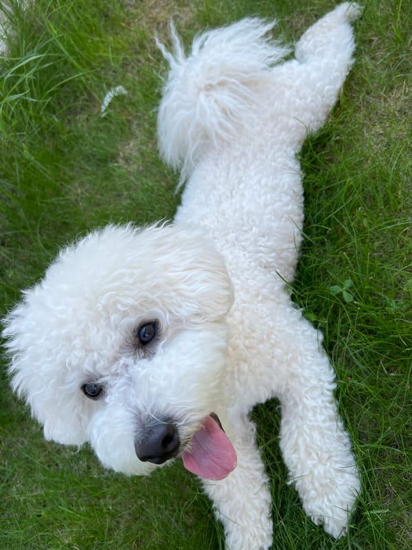 Bichon Frise plays fetch in a Dzerzhinsk backyard