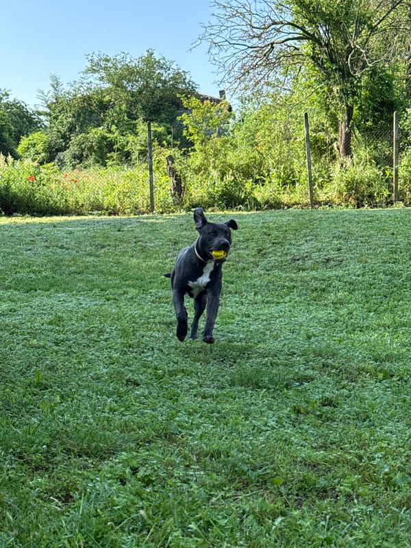 Dogs photographed playing in Bulgarian yard during early morning