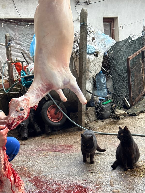 Person handles animal carcass outdoors in Raduil, Bulgaria