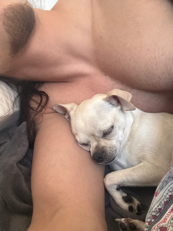 Morning rest with sleeping dog in Sofia bedroom