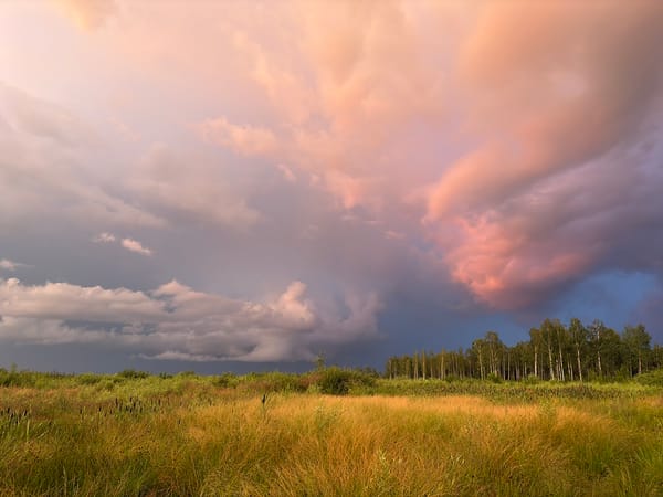 Wetland meadow at golden hour, Jelgava