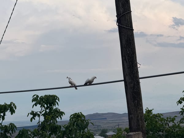Quiet rural afternoon in Kosh: birds, bonfires, vines