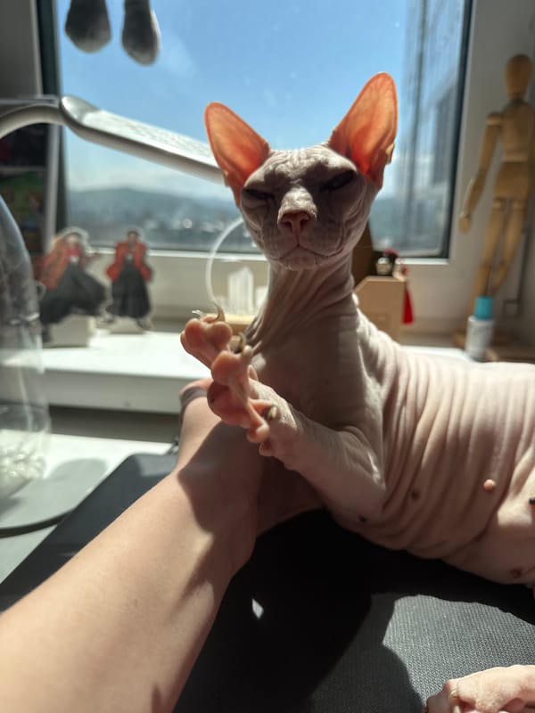 Sphynx cat observed in domestic setting in Krasnoyarsk