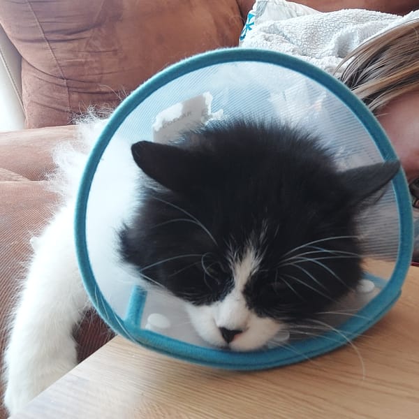 Cat in protective cone spotted resting indoors in Plovdiv