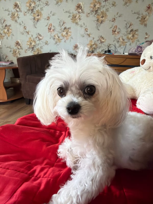 Lazy morning hangout with a Maltese dog in Partenit apartment