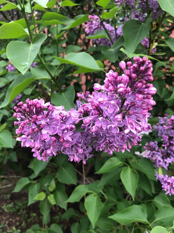 Urban lilac bush blooms captured under cloudy evening skies