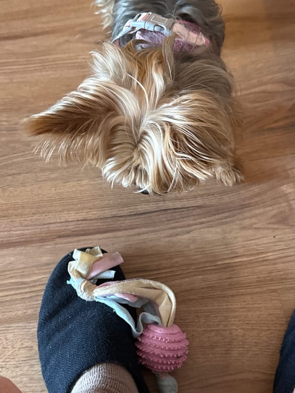 Dog and person with animal headband photographed same location