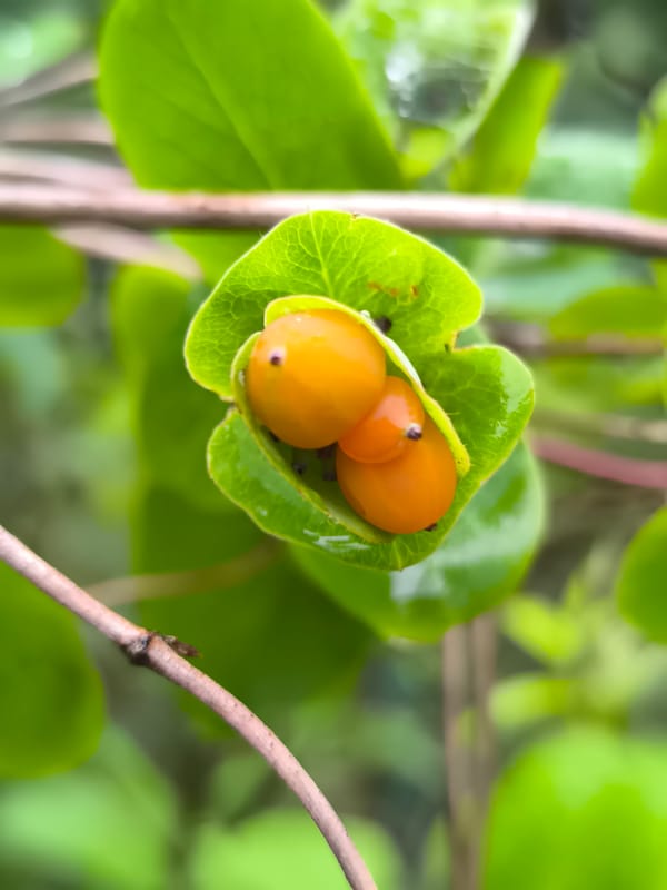 Rain-soaked garden berries, fruit, and flowers up close