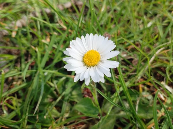 Spring blooms and ducks observed in Wirdum countryside