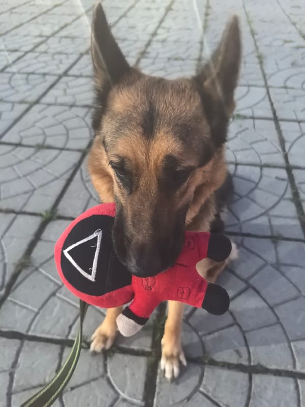 German Shepherd's lazy afternoon with a Squid Game toy
