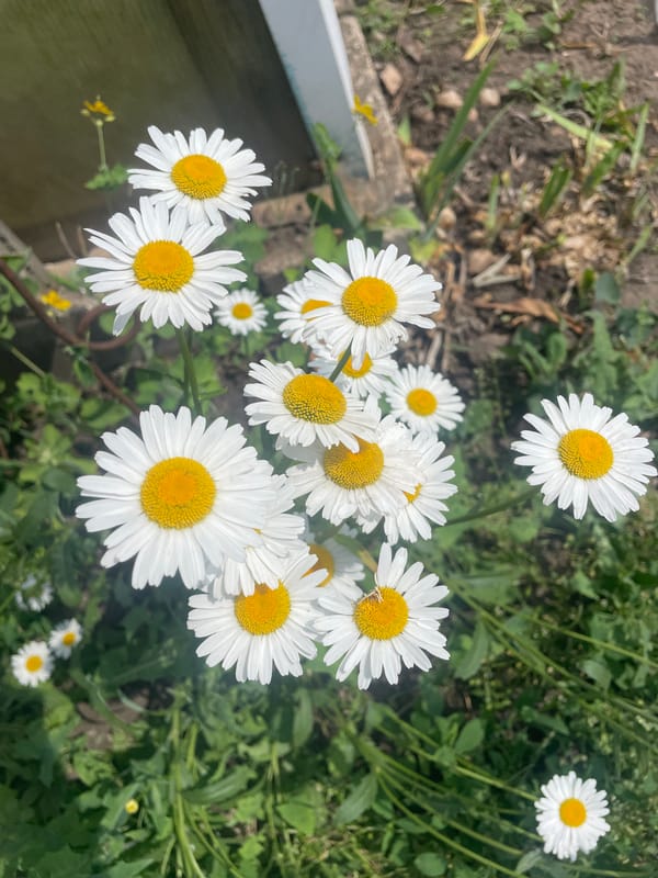 Summer garden blooms and ripening fruit documented in Russia
