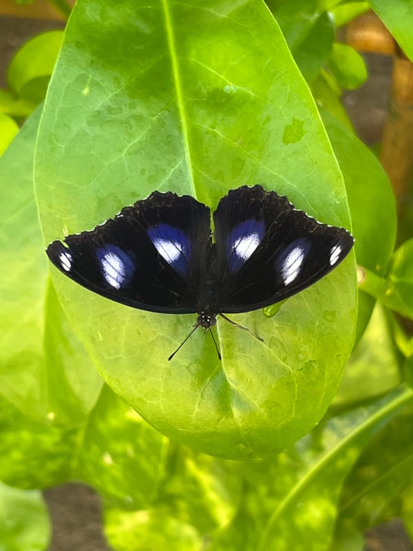 Balinese beach resort exploration with wildlife and eco-installations