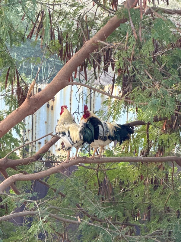 Roosters perch on tree branches in Acapulco
