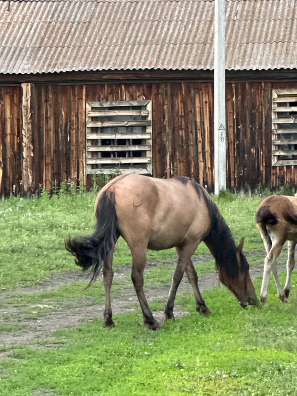 Horses and cats on a quiet rural property