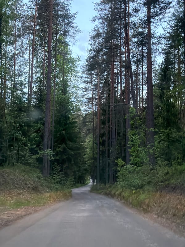 Rural journey near St. Petersburg features forest drive, cat sighting