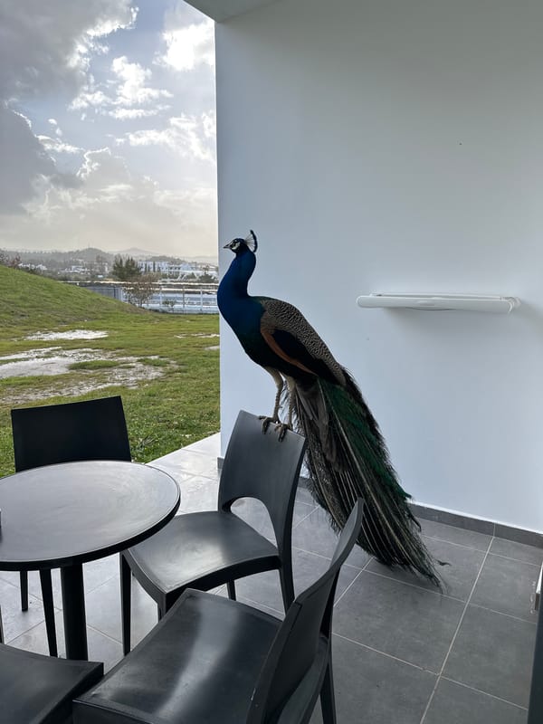 Peacock spotted on patio furniture in Faliraki, Greece