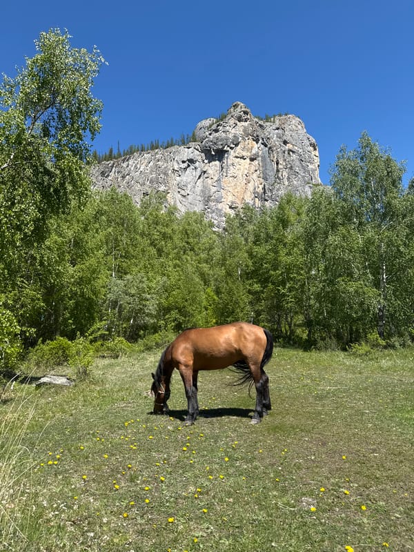 Horse grazes near waterfall in Russian mountain landscape