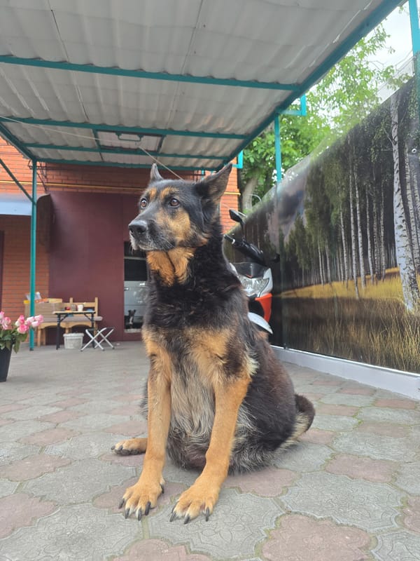 Dog and flowers captured in Nova Kakhovka afternoon moments