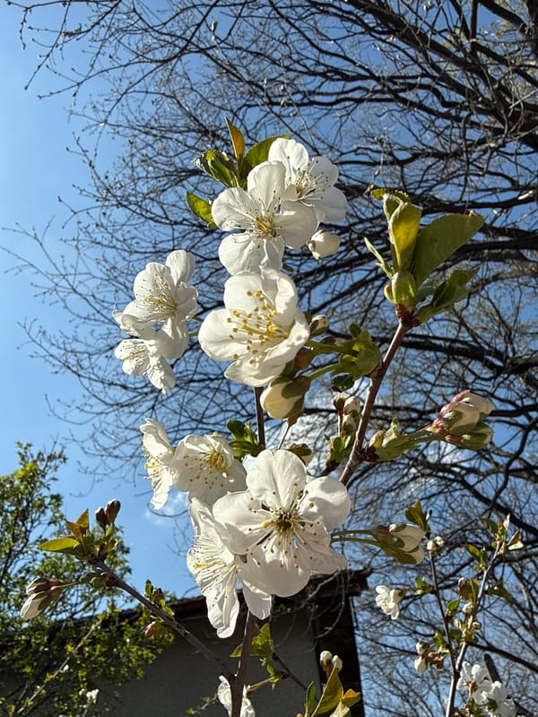 Spring blooms and bumblebee observed in Klokotnitsa, Bulgaria