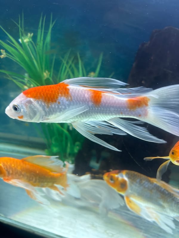 Up close with koi and goldfish in a backyard aquarium