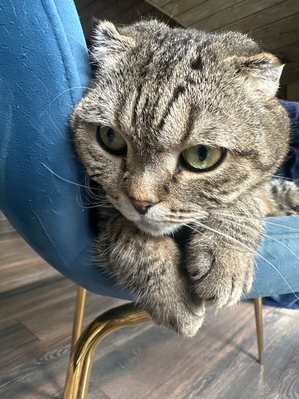 Cats at home in Virki: napping, grooming, and watching windows