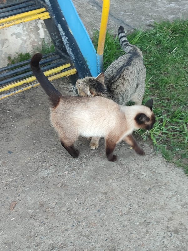 Two cats observed outdoors, Siamese walking on pavement