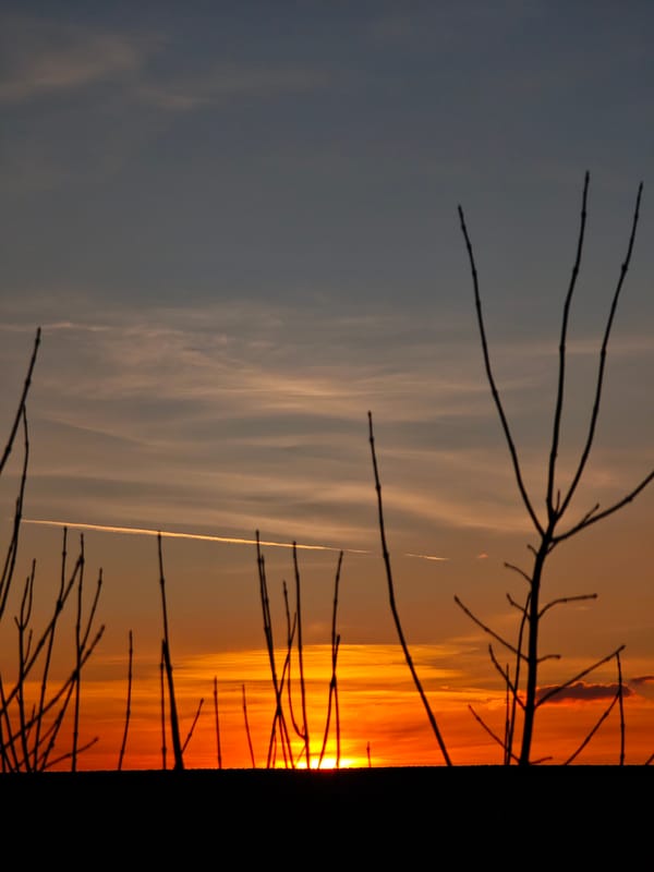 Birds perch on power lines during sunset in Kichevo