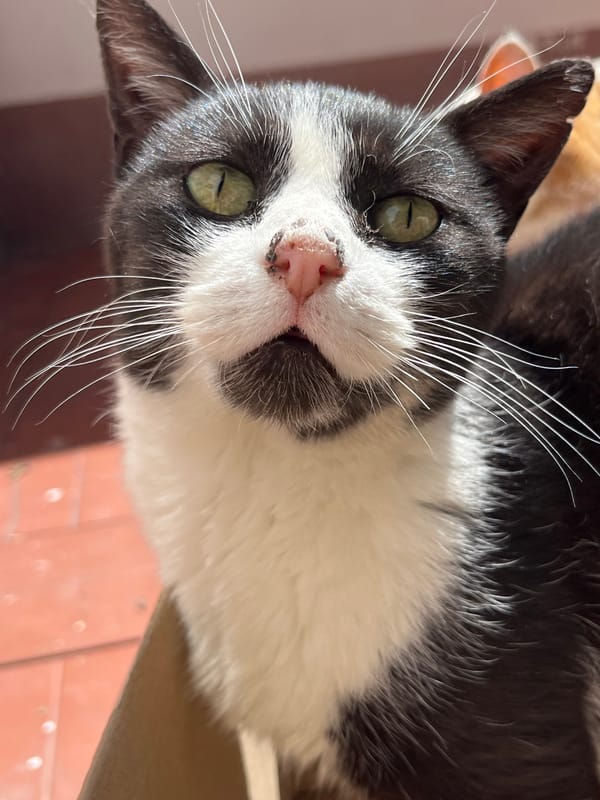 Black and white cat photographed in La Paz