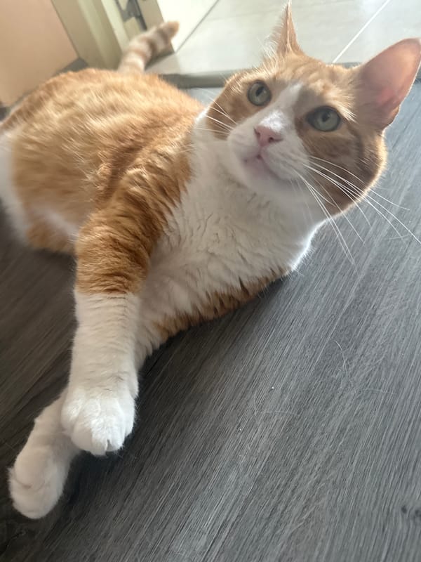 Curious tabby cat observed lounging on wooden floor