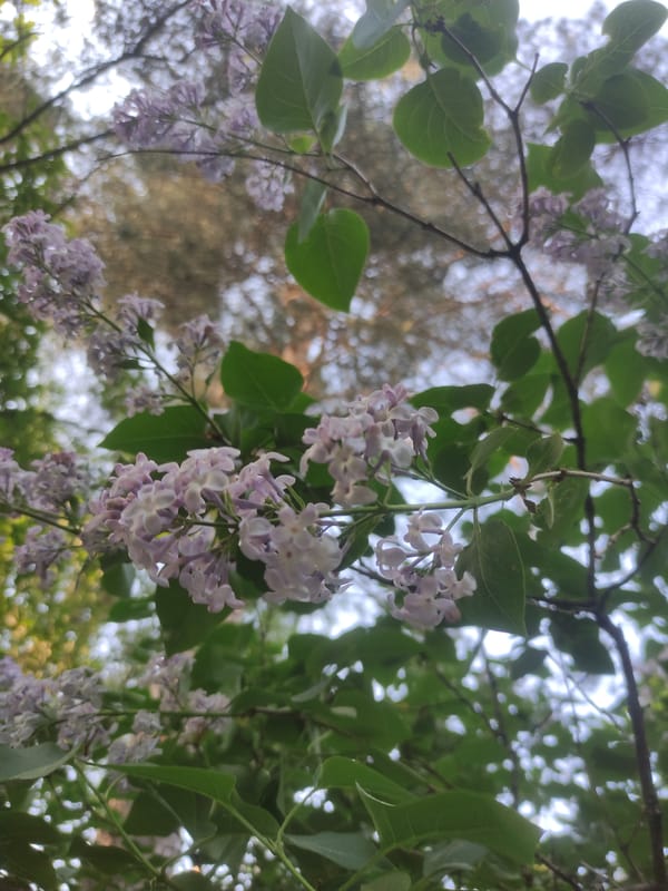 Spring blooms and quiet moments observed in Kratovo