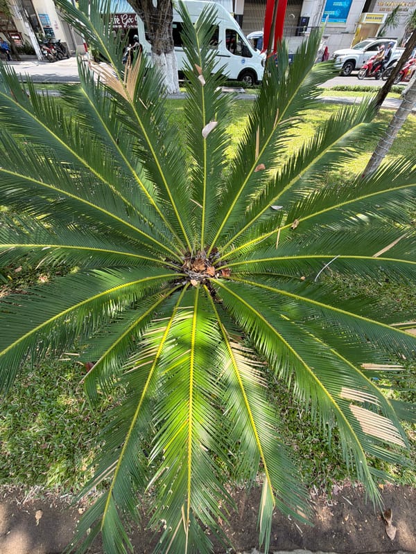Sago palm photographed in Nha Trang, Vietnam