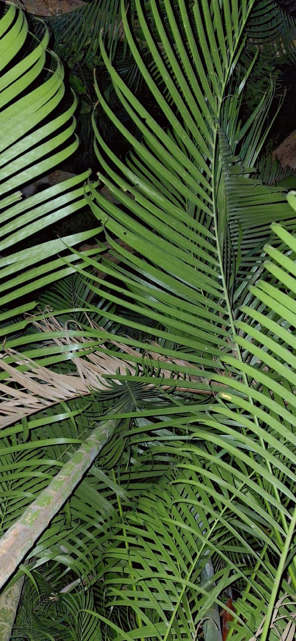 Nighttime macro exploration of tropical plants in Vallecito